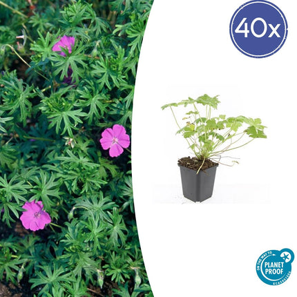 Blut-Storchschnabel Geranium 'Tiny Monster' – ↕10-25cm – Ø9cm – 40 Pflanzen – Kompakte, sommerblühende Staude für Beet, Kübel & Bodendecker – Pflegeleicht & robust