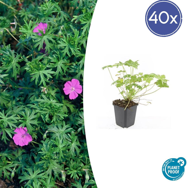 Blut-Storchschnabel Geranium 'Tiny Monster' – ↕10-25cm – Ø9cm – 40 Pflanzen – Kompakte, sommerblühende Staude für Beet, Kübel & Bodendecker – Pflegeleicht & robust