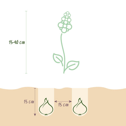 Blumenzwiebeln Bulb Garden Blue Mix – 125 Blumenzwiebeln – Verschiedene blaue Sorten – Blumenzwiebel Geschenkset in Geschenkverpackung – Für Beet, Balkon & Terrasse