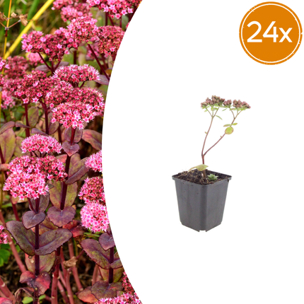 Sedum Matrona – 24 Pflanzen – Ø9cm – Höhe 10-25cm – Winterharte Fetthenne – Dunkelrosa Blüten