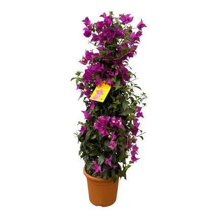 Drillingsblume Bougainvillea Pyramide 80cm – Ø17cm – blühende Kletterpflanze als Pyramidenform – leuchtende Farben für Terrasse, Balkon & Garten