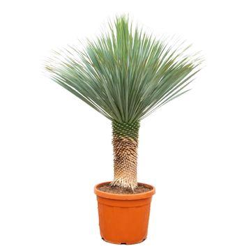 Palmlilie Yucca Rostrata – Zimmerpflanze 170cm – Ø55cm – Winterhart – Pflegeleichte, exotische Solitärpflanze