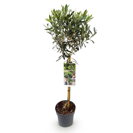 Olea Europaea Olivenbaum auf Stamm – Immergrüne Terrassenpflanze – Pflegeleicht – Ø19 cm – Höhe ca. 90 cm – Mediterranes Flair für Balkon & Garten