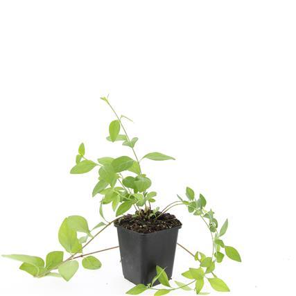 Großblättriges Immergrün Vinca major 'Alba' – 48 Pflanzen – ↕10-25 cm – Ø9 cm – Immergrüner Bodendecker mit weißen Blüten – Pflegeleicht & winterhart