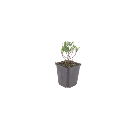 Iberis sempervirens Schneeflocke – 48 Pflanzen – Ø9cm – Höhe 10-25cm – Winterharte Bodendecker Staude – Weiße Frühlingsblüte – Immergrün für Beet & Steingarten