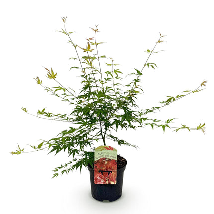 Japanischer Ahorn – Acer palmatum 'Pink Dwarf' – ca. 70cm hoch – Ø19cm – rosa Frühlingslaub – kompakte Balkon – & Gartenpflanze