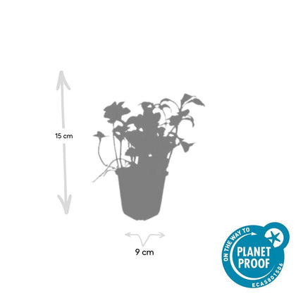 Schattengrün - Pachysandra terminalis 'Green Sheen' - ↕10-25cm - Ø9cm - 12 Pflanzen – Immergrüner Bodendecker – Winterhart & Pflegeleicht