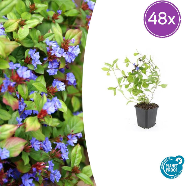 Ceratostigma plumbaginoides – Blauer Bleiwurz als Bodendecker – 48 Pflanzen – ↕10-25cm – Ø9cm – Winterhart & schmetterlingsfreundlich