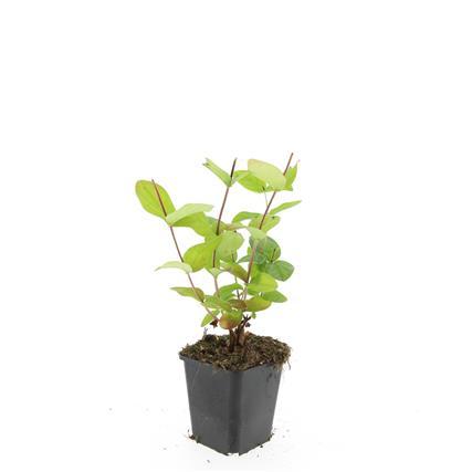 Hypericum inodorum 'Beauty' – 24 Pflanzen – ↕10-25cm – Ø9cm – Johanniskraut-Strauch – Goldgelbe Sommerblüten – Winterhart & pflegeleicht – Für Sonne & Halbschatten