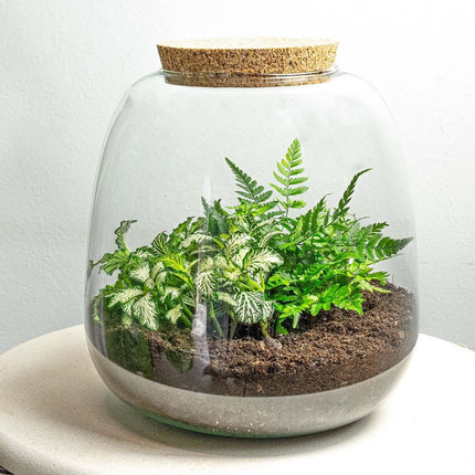 Flaschengarten Terrarium Emma Mini DIY Bausatz – Ø19cm x ↑20cm – Pflanzenterrarium mit Fittonia White Tiger & Farn – Nachhaltiger Mini-Dschungel für Zuhause & Büro