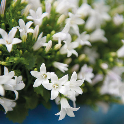 Campanula Addenda Ambella weiß 3er Set – Glockenblume weiß im Baumwollkorb mit Bewässerungsreservoir – Topfgröße 12cm – winterhart, lang blühend für Balkon, Garten & Wohnraum
