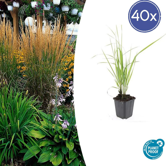 Sandrohr – Calamagrostis acutiflora 'Karl Foerster' – ↕10-25cm – Ø9cm – 40 Pflanzen – Winterhartes Ziergras mit eleganten Blütenrispen