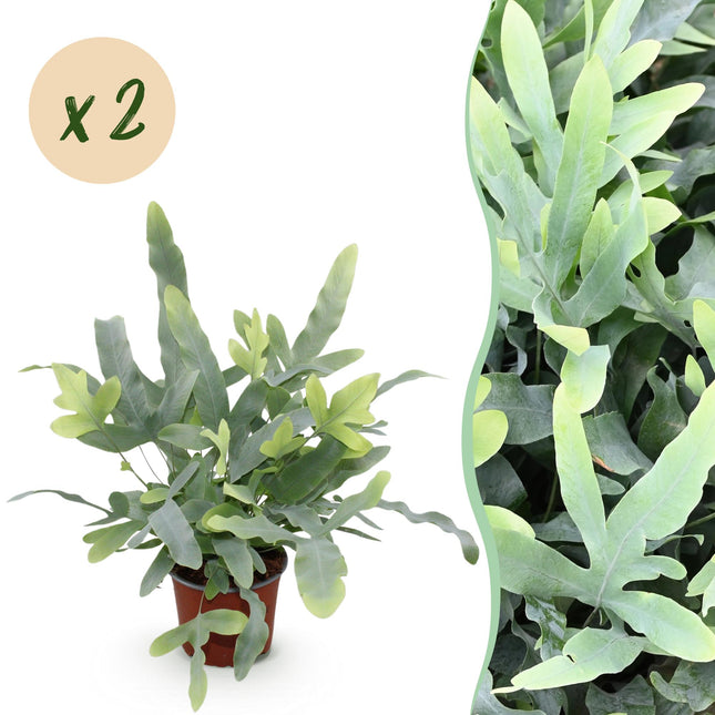 Phlebodium aureum Blue Star Farn – 2 Pflanzen – Ø12cm Höhe 25-30cm – Blauer Farn mit gewellten Blättern – Haustierfreundliche Zimmerpflanze