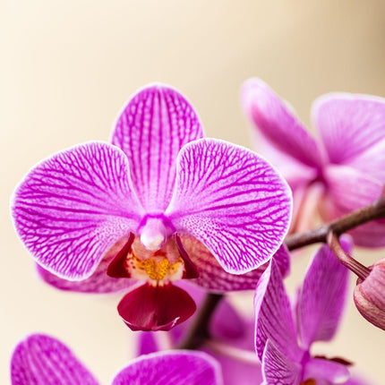 Orchidee Vienna Lila im Malaga Ziertopf Lila – Ø9cm – Zimmerpflanze mit 2-3 kräftigen Zweigen – Blühende Indoor-Orchidee – Geschenkidee & Wohnaccessoire