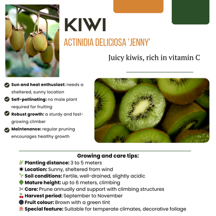 BIO Obstpflanzen – 4 Pflanzen – Himbeere, Blaubeere, Kiwi, Brombeere – 13cm – 20-25cm – Selbstbestäubend & Pflegeleicht – Für Garten, Balkon & Terrasse