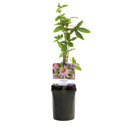 Passionsblume Passiflora Anastasia – 2 Pflanzen 11cm – ca. 40cm hoch – Exotische Kletterpflanze mit rosa Blüten – Pflegeleicht & dekorativ