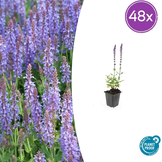 Salvia nemorosa 'Caradonna' – 48 Pflanzen – ↕10-25 cm – Ø9 cm – Tiefviolette Blüten – Bienenfreundliche Staude – Pflegeleicht & trockenheitstolerant