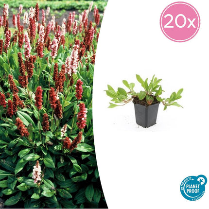 Schneckenknöterich Persicaria aff. 'Darjeeling Red' – ↕10-25cm – Ø9cm – 20 Pflanzen – Farbiges Laub & Pflegeleicht – Staude für Beete