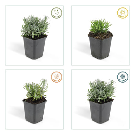 Lavandula angustifolia 'Hidcote' – winterharter Lavendel – 24 Pflanzen – duftend & bienenfreundlich – Ø9cm – ↕10–25cm