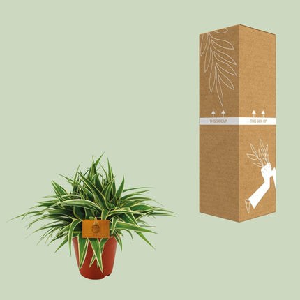 Grünlilie – Chlorophytum Ocean – Zimmerpflanze – Ø15cm – ↕25cm – Pflegeleichte Spinnenpflanze mit langen, grünen Blättern