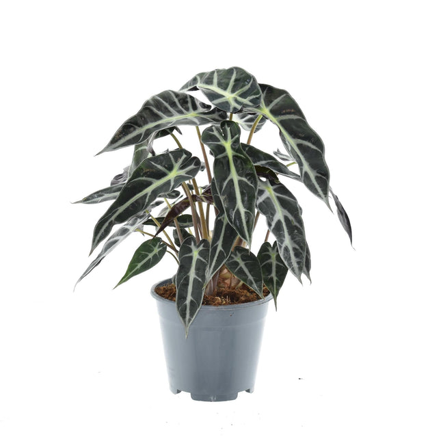 Alocasia Bambino Arrow – Zimmerpflanze – Ø14cm – ca. 40cm hoch – Exotische Pfeilblattpflanze – Kompakt & dekorativ – Für helle Innenbereiche