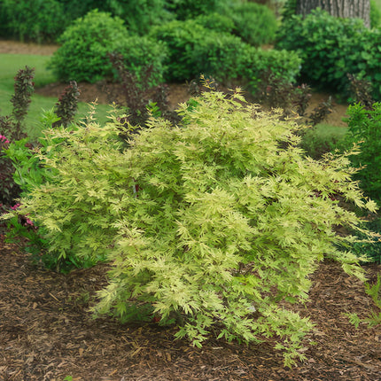 Japanischer Ahorn – Acer palmatum Metamorphosa – 70cm hoch – 19cm – Balkonpflanze & Zierbaum – Grünes Frühlingslaub, rote Herbstfärbung