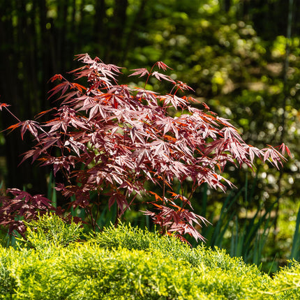 Japanischer Ahorn – Acer palmatum 'Atropurpureum' – 2 Pflanzen – ca. 70 cm hoch – Ø19 cm – tief lila Blätter – Balkon- & Gartenpflanze