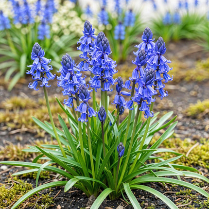 Blumenzwiebeln Hyacinthoides non-scripta – 20 Blumenzwiebeln – Blaue Glockenblumen – Frühblüher für Beet, Balkon & Terrasse – Pflegeleichte Frühlingsblumen