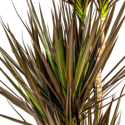 Dracaena Marginata Magenta inkl. Naturkorb – Höhe 110-130cm – Ø21cm – Exotische Zimmerpflanze mit roten Blatträndern – Pflegeleicht & luftreinigend