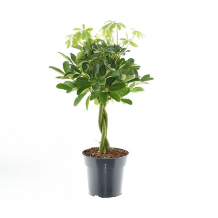 Schefflera Compacta 'Nora' – Zimmerpflanze – Ø17cm – ↕60cm – Kompakte Strahlenaralie – Pflegeleicht & luftreinigend – Für Zuhause & Büro