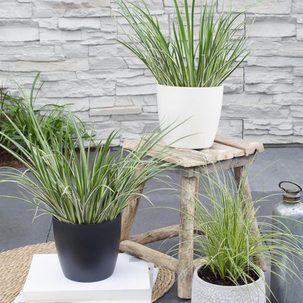 Acorus gramineus 'Argenteostriatus' – Immergrünes Ziergras mit gelbgrünen Streifen – Ø14cm – 30cm hoch – Ideal für feuchte Standorte & Uferbereiche
