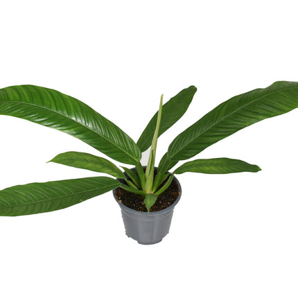 Philodendron Campii – Zimmerpflanze – Ø14cm – ↕40cm – Exotische Blattschmuckpflanze mit schlankem Wuchs – Pflegeleicht & luftreinigend