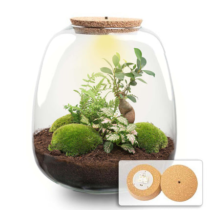 Flaschengarten Emma – Bausatz mit LED – Korkdeckel – Ø23cm ↕25cm – DIY Pflanzenterrarium mit Ficus Bonsai, Farn & Fittonia Pink – Ökosystem aus Glas