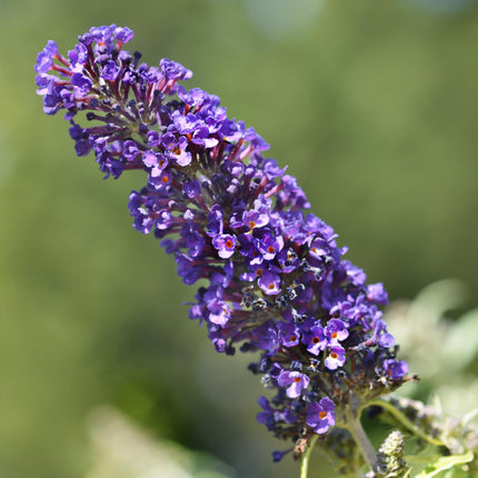 Schmetterlingsstrauch Buddleja davidii Purple Emperor – Blüte Lila – Schmetterlingsanziehend – 17 cm Höhe 25 cm – Pflegeleicht & Sonnentolerant