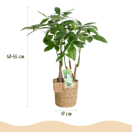 Pachira Aquatica Mehrstamm – 50-55cm – 17cm inkl. Naturkorb – Pflegeleichter Geldbaum