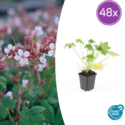Geranium macrorrhizum 'Spessart' – Bodendecker – 48 Pflanzen – Ø9cm – ↕10-25cm – Weißblühend & winterhart – Für Sonne & Schatten – pflegeleicht