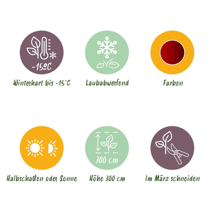 Japanischer Ahorn – Acer palmatum Jerre Swarts – 2 Pflanzen – Dunkelrot – je ca. 70 cm hoch – im 19 cm Topf – Balkon- & Kübelpflanze – Farbwechsel im Herbst