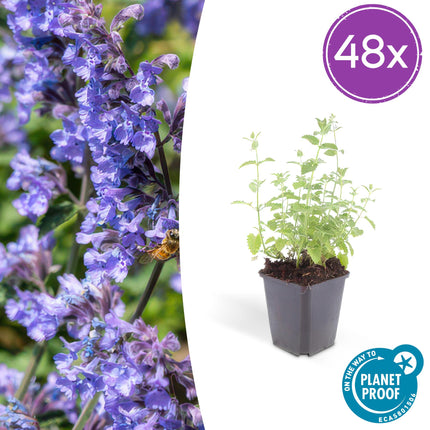 Nepeta 'Six Hills Giant' – 48 Pflanzen – ↕10-25 cm – Ø9 cm – Lila-Blau blühende Staude – Bienenfreundlich – Pflegeleicht – Sonniger Standort