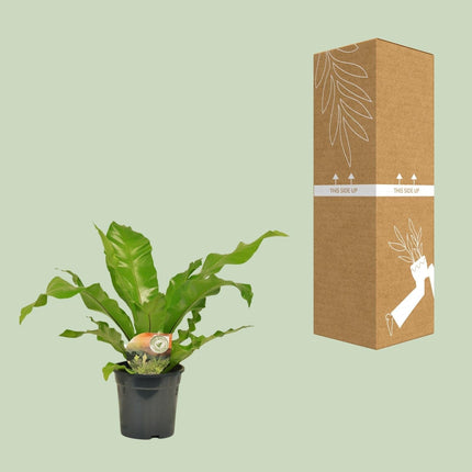 Nestfarn Asplenium Nidus – Ø17cm – Höhe 60cm – Pflegeleichte Zimmerpflanze mit dekorativen Farnwedeln