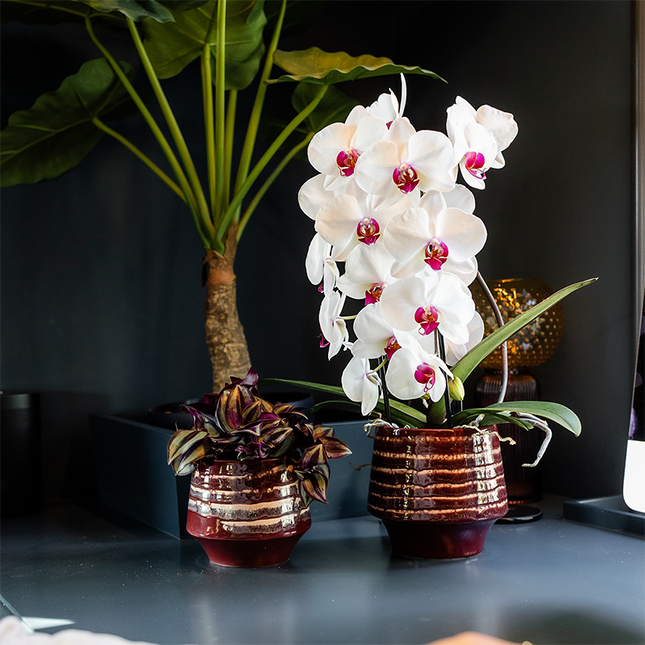 Weiße Niagara Falls Orchidee im Moonstone Burgundy Übertopf Ø12cm – blühende Zimmerpflanze frisch vom Züchter
