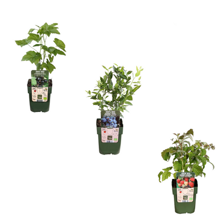 BIO Obstpflanzen – 3 Pflanzen – Himbeere, Blaubeere, Brombeere – 13cm – 20-25cm – Gesund & Lecker – Für Garten, Balkon & Terrasse