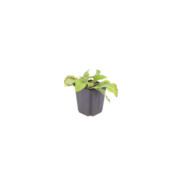 Symphytum grandiflorum Wisley Blue – 24 Pflanzen – Ø9cm – Höhe 10-25cm – Blauer Beinwell – Bodendecker für Schattenbeet – Winterharte Staude