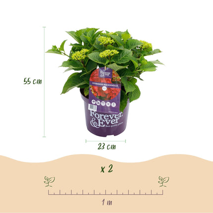 Hortensie Forever & Ever – Rot – 2 Pflanzen – Hydrangea macrophylla – Je im 23cm Topf – Ca. 55cm hoch – 7-12 Blüten – Langanhaltende Blüte