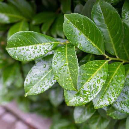 Kirschlorbeer - Prunus laurocerasus Etna – Stamm-Pflanze – Immergrün – Höhe ca. 90 cm – Topf Ø19 cm – Pflegeleicht – Für Terrasse, Balkon & Garten – Dekorativ & robust