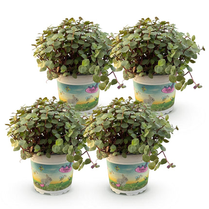 Kriechendes Schönpolster Callisia repens Ø12cm Höhe 17-20cm – Zimmerpflanze – Haustierfreundlich & pflegeleicht – Ideal als Hänge – & Dekopflanze
