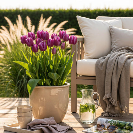 Blumenzwiebeln Tulipa Triumph Purple – Lila – 15 Stück – Zwiebelgröße 11/12 – Elegante Triumph-Tulpen für Garten, Balkon & Terrasse – Frühjahrsblüher