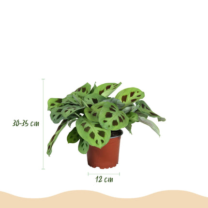 Maranta Fascinator Kerchoveana Zebrapflanze – 4er Set Zimmerpflanzen im Korb Ø12cm Höhe25cm – Haustierfreundliche Grünpflanze – Pflegeleicht
