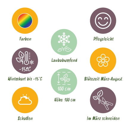 Staudenset – Schatten – 8 schattenverträgliche Stauden – Für 1 m² Beet – Verschiedene Farben – Pflegeleicht – Ideal für halbschattige & schattige Bereiche – Ø11 cm