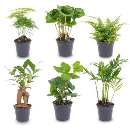 Pflanzenset Grün – 6 Zimmerpflanzen Ø6cm – Mix aus Asparagus, Coffea Arabica, Farn, Ficus Ginseng, Efeu & Bergpalme