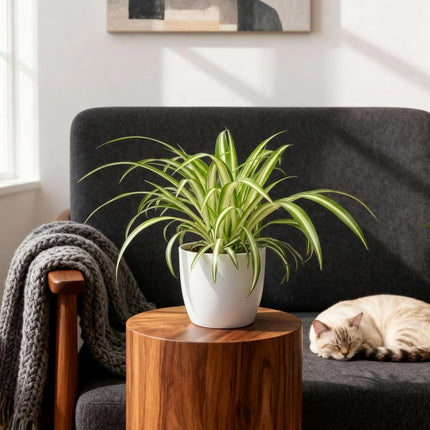 Chlorophytum comosum Variegatum Pflanze Mit Weißem Topf Ø12cm Höhe ca.20cm Bunte Graslilie Haustierfreundlich Luftreinigend Für Zimmer Büro &